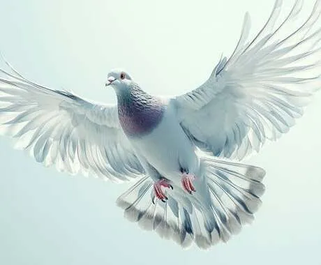Free Pigeon